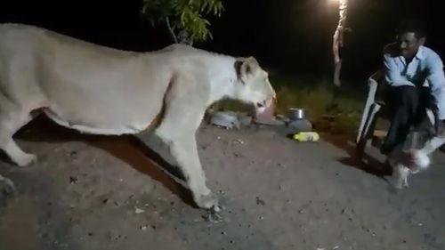 亚洲狮视频拍摄,镜头下的野生王者